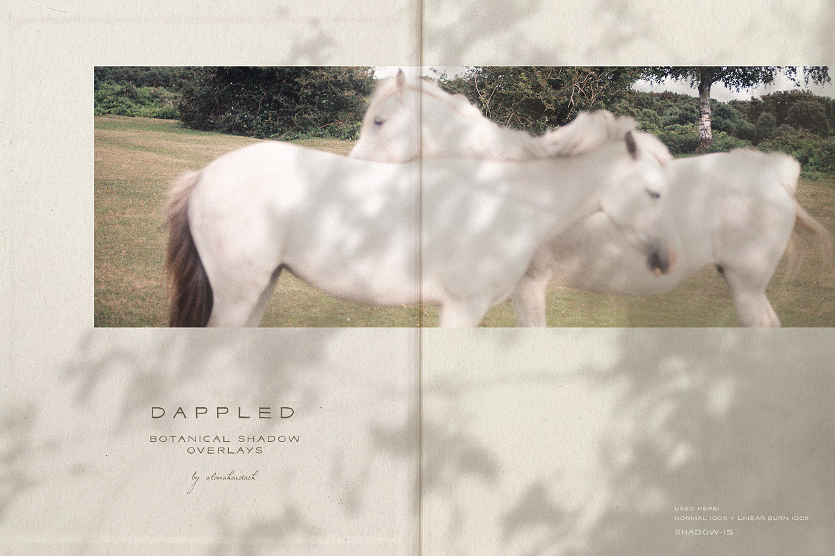 Dappled - Botanical Shadow Overlays, a Texture Graphic by alonahaidash (Photo 4 of 16)