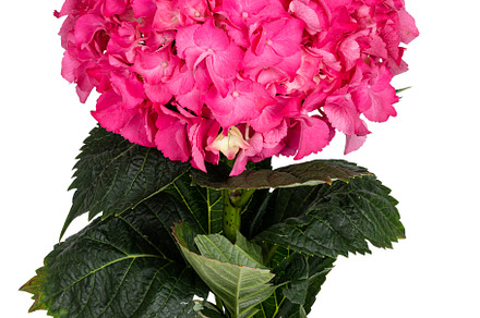 Hortensia on white background, a Nature Photo by Cat'chy Images by Nynke