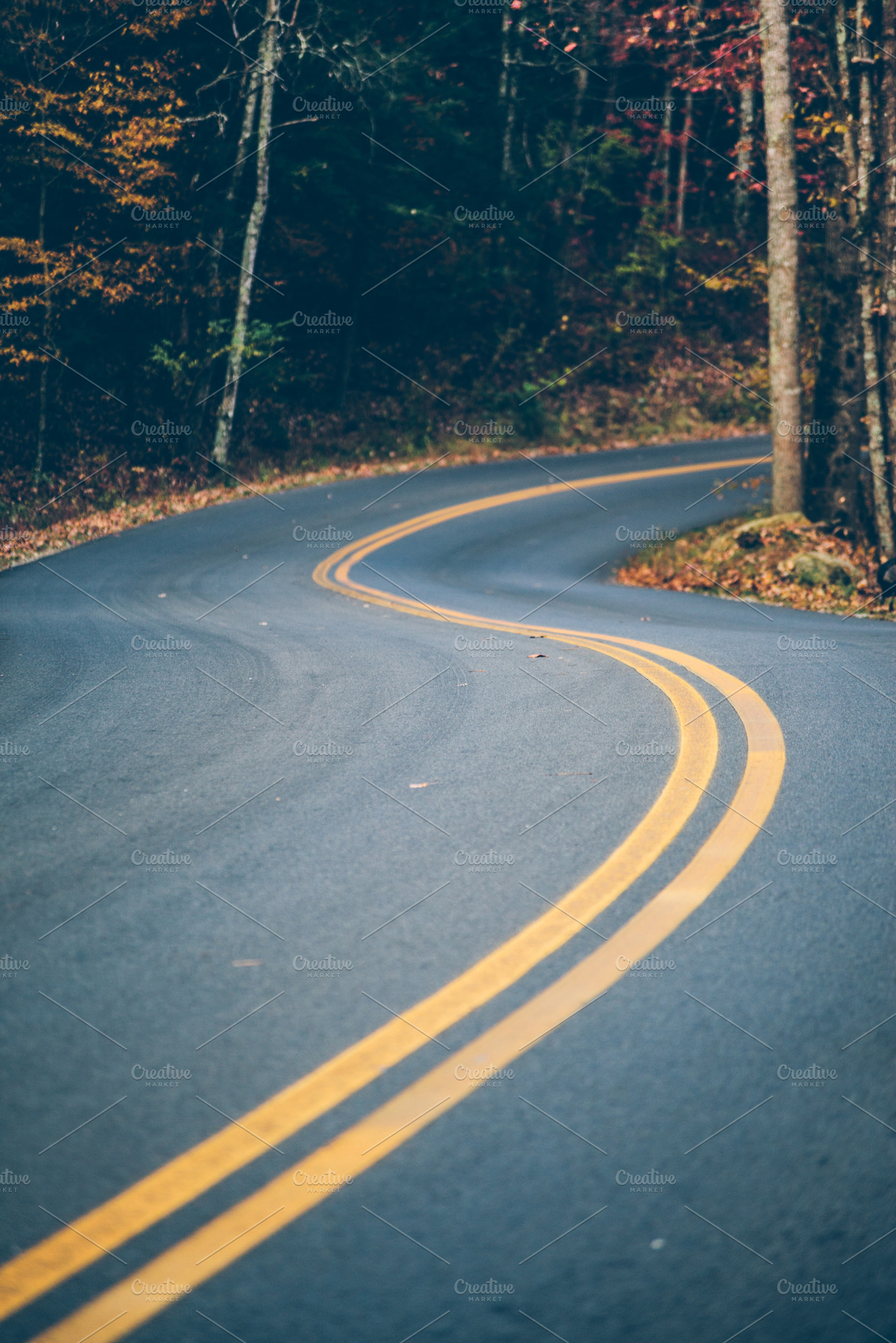 Country road in the forest containing country road, road, and route, a Transportation Photo by FunkyMedia