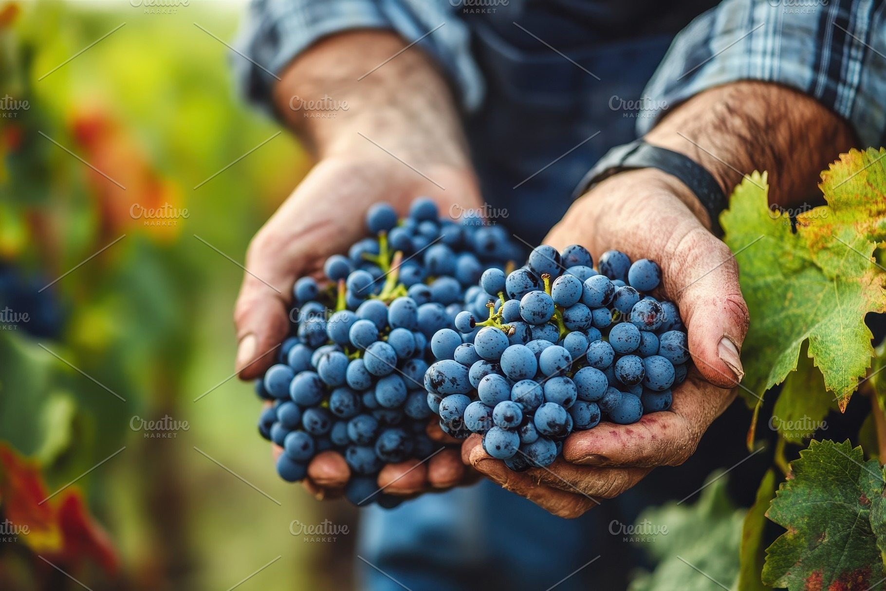 Grapes harvest in full swing, a Photo by Pavel_design