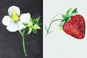Watercolor Strawberry Clip art, a Food Illustration by DollyPotterson (Thumbnail 6 of 8)