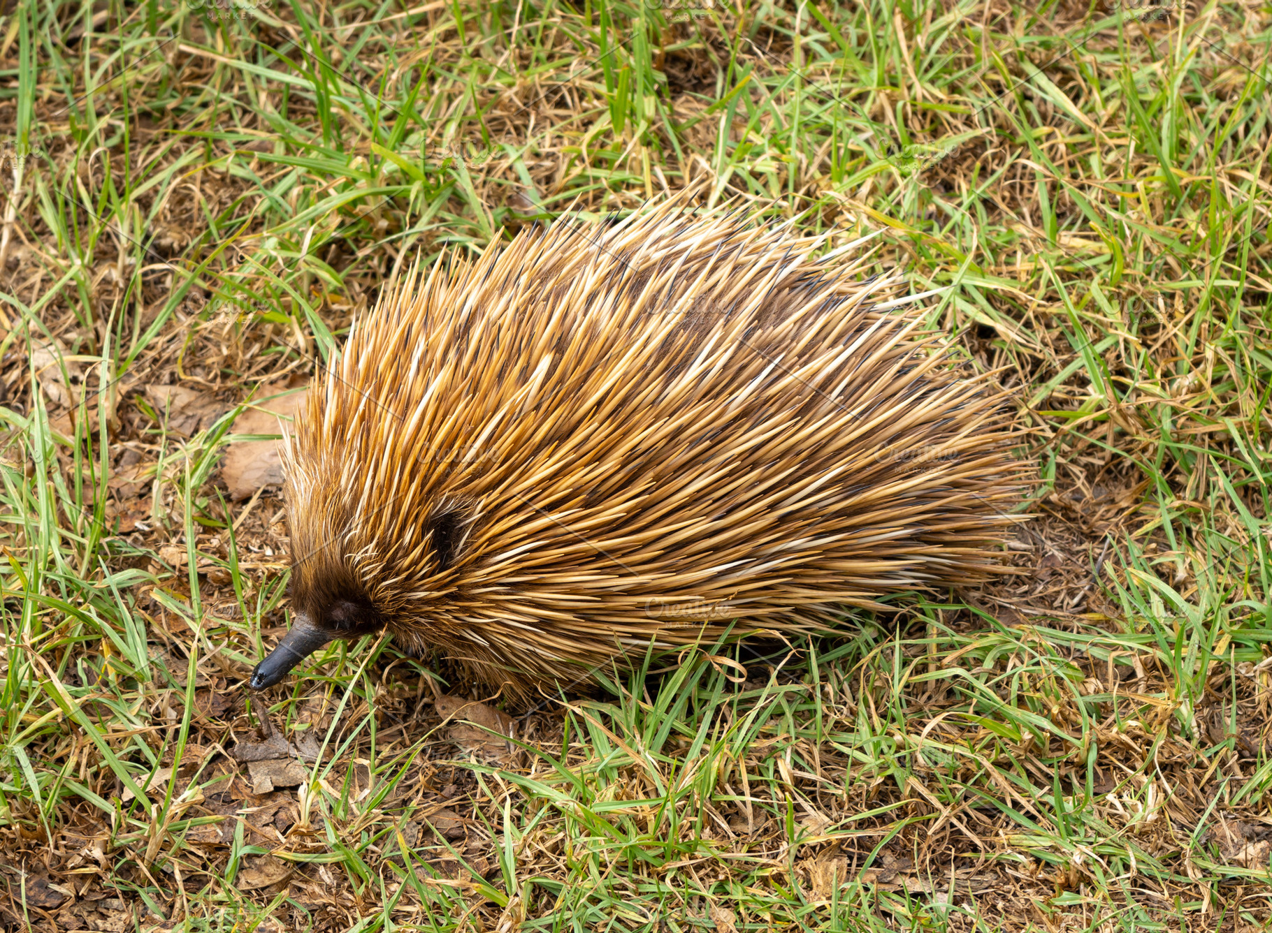 An echidna walking through grassy terrain on Kangaroo Island, Au, an Animal Photo by GoodGoods