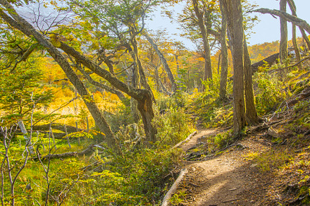 Ushuaia forest, tierra del fuego park, argentina, a Nature Photo by DanFLCreativo