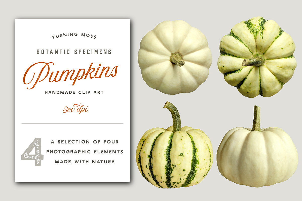 White Pumpkins - Realistic MockUp, an Object Graphic by Turning Moss (Photo 1 of 2)