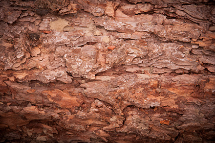 Wood texture - Pine tree