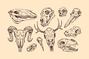 Hand-drawn animal skulls, bones set, an Animal Illustration by PaperTrident (Thumbnail 2 of 3)