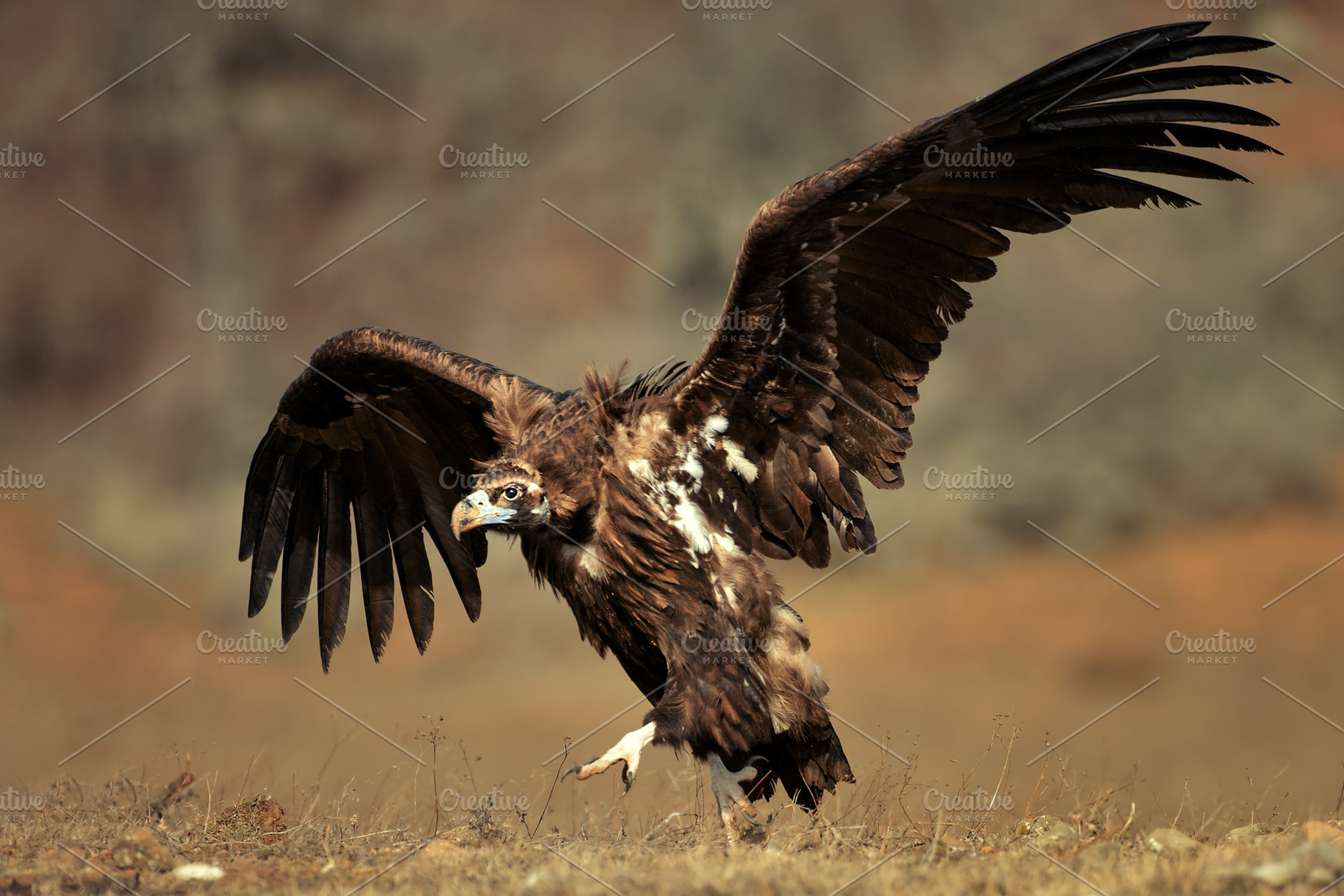Cinereous vulture with open wings, an Animal Photo by MriyaWildlife