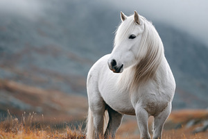 Cute white horse in a misty landscape, an Animal Photo by AlyaAnd