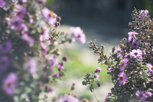 Stock photo containing flowers
