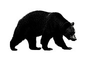 Nature Wildlife Bear Silhouette Bund, an Illustration by Designs_River (Thumbnail 42 of 51)