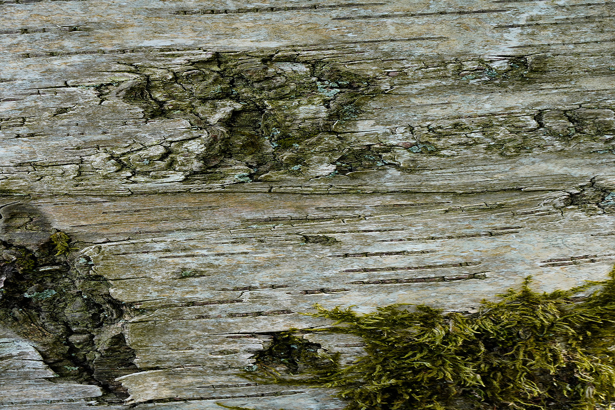 30 Tree Trunk Texture Photos, a Texture Graphic by Bilgep_design (Photo 6 of 16)