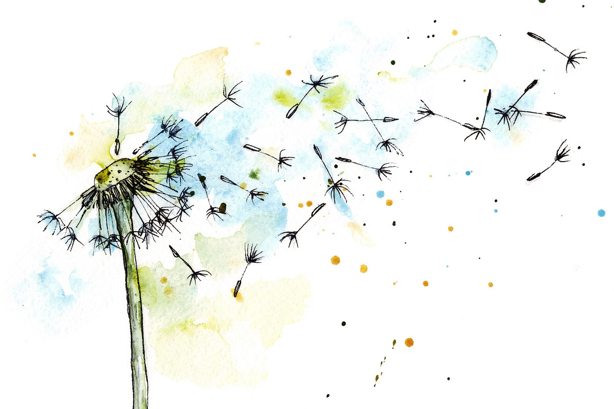 Dandelion in watercolor and ink, an Illustration by Watercolor_Vector Graphic