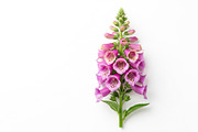 10 poisonous botanical plants, a Healthcare Illustration by StockVerse Creative (Thumbnail 7 of 12)