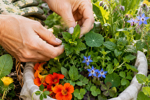 Hands harvesting herbs and flowers i, a Photo by Dvoevnore photos