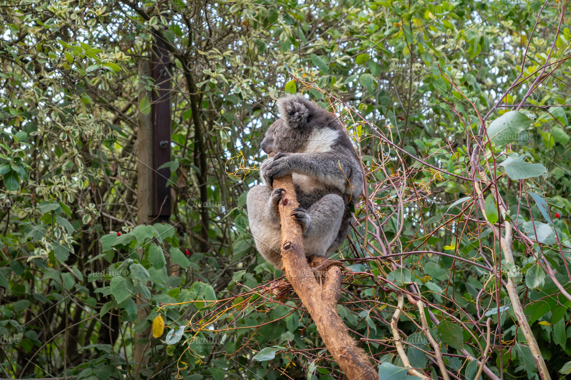 Two koalas resting on tree branches in Kangaroo Island, Australi, an Animal Photo by GoodGoods