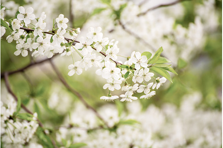 Cherry flowers frame, a Nature Photo by Nature and travel