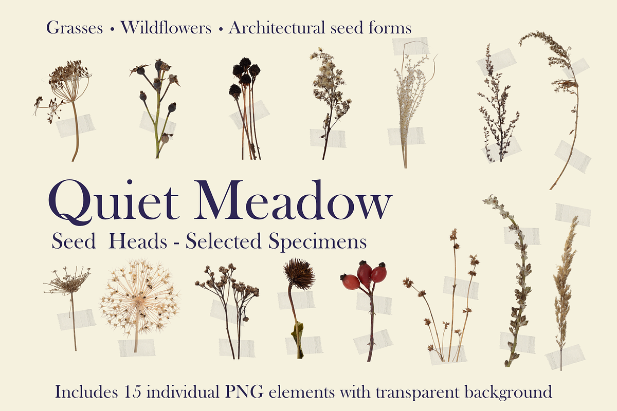 Quiet Meadow – Seed Head Studies, an Object Graphic by Aga Silva (Photo 1 of 4)