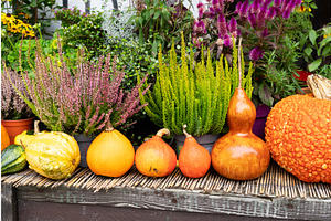 Pumpkin Patch At Farm