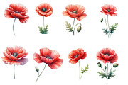 Watercolor Poppy Flower clipart, an Illustration by Designworld (Thumbnail 3 of 5)