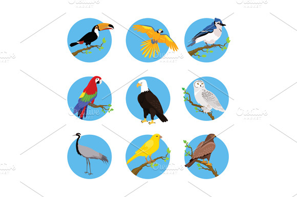 Collection Of Various Birds
