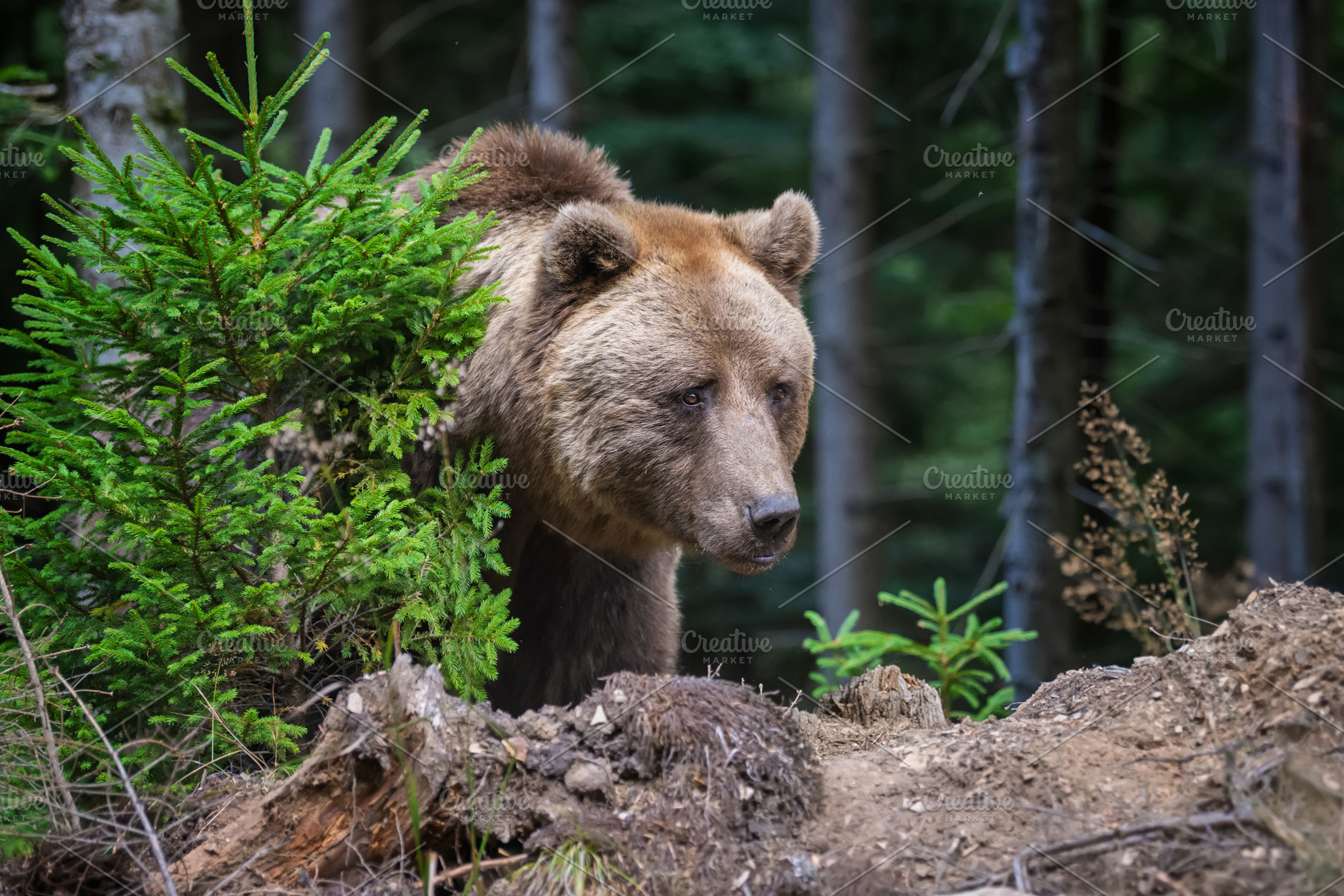 Brown bear foraging in a forested area with green foliage and tr, an Animal Photo by Byrdyak