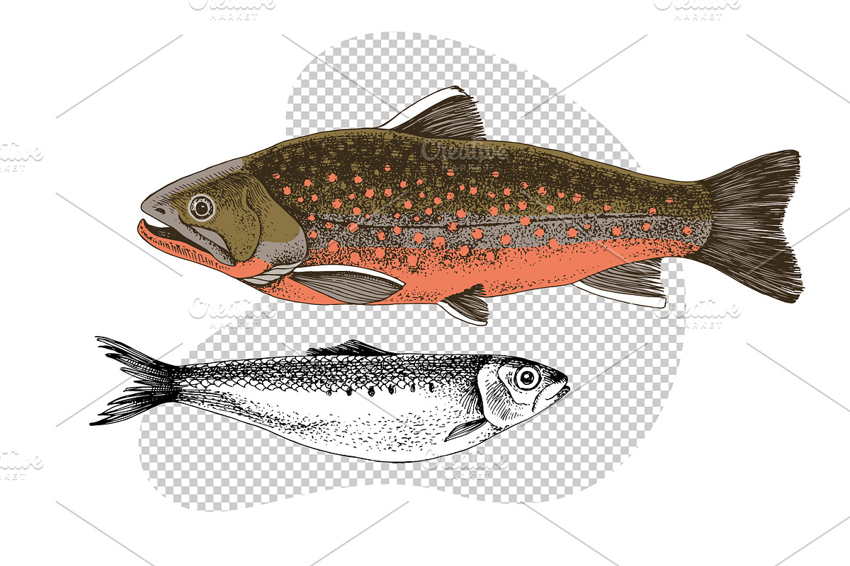 Most popular edible sea fishes, a Food Illustration by handsketched (Photo 12 of 14)