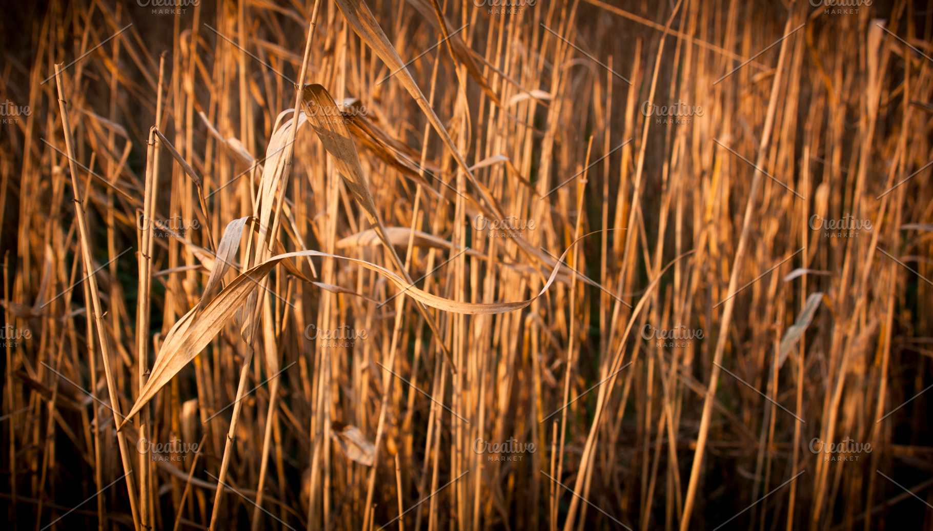 Brown Reeds, a Nature Photo by THP Creative