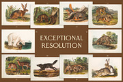 25 Vintage Mammal Prints by Audubon, an Animal Illustration by The Object Atlas (Thumbnail 6 of 10)