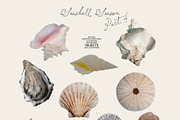 Seashell Season – Coastal Pack, an Object Graphic by Purple (Thumbnail 9 of 12)
