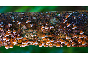 Colorful mushrooms on tree bark in a, a Nature Photo by Lukas Jonaitis SHOP