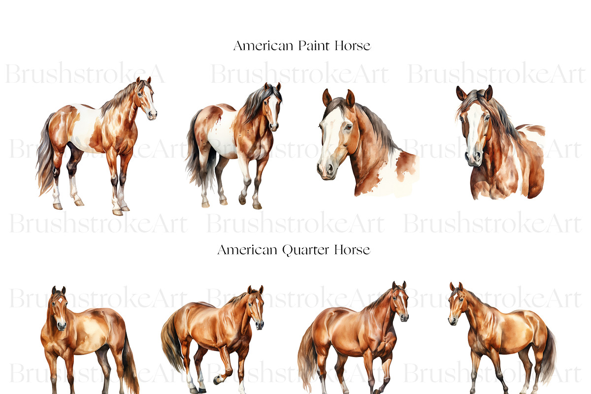 Horse Breeds Clipart, Appaloosa PNG, an Animal Illustration by BrushstrokeArtGB (Photo 5 of 9)