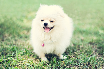 Small Cute Dog is Smiling