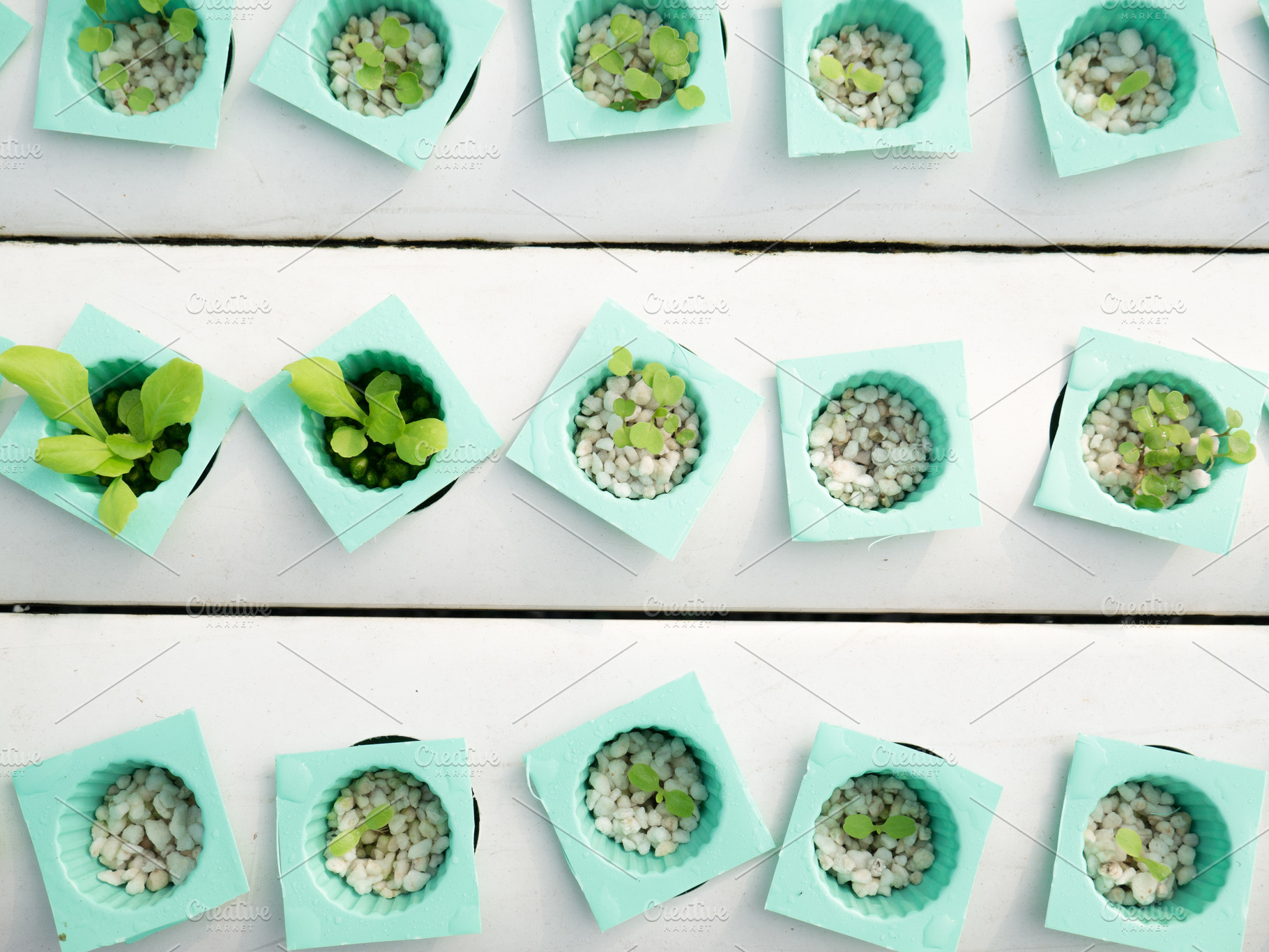 Little plant in green pot. Green plant in Hydroponics farm. Agri, an Industrial Photo by Ministocker