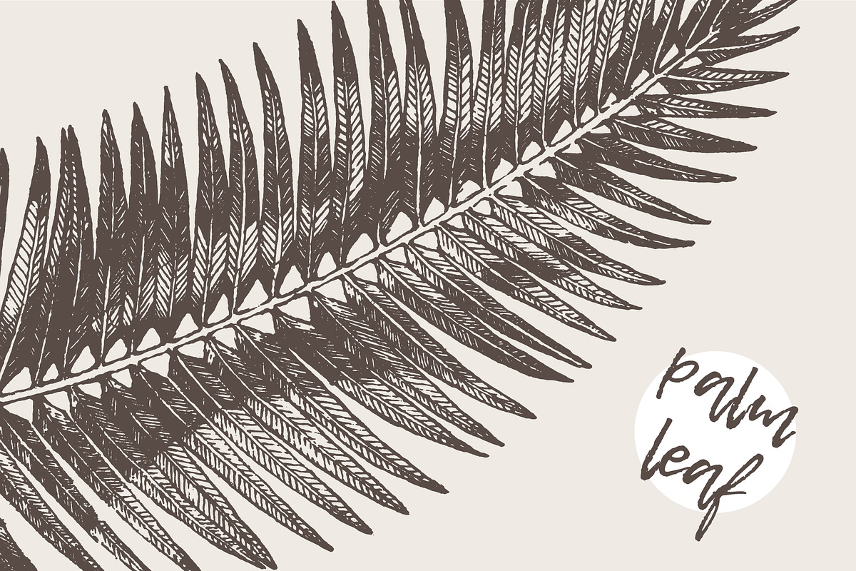 High detail hand drawn palm leaf, a Decorative Illustration by TheMountBirdStudio (Photo 1 of 2)