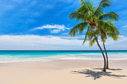 Palm trees on tropical beach featuring beach, palm, and sea, a Nature Photo by Lucky Photographer (Thumbnail 3 of 3)