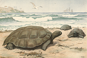 Oluf August Hermansen's Animals, an Animal Illustration by Digital Museum (Thumbnail 9 of 11)
