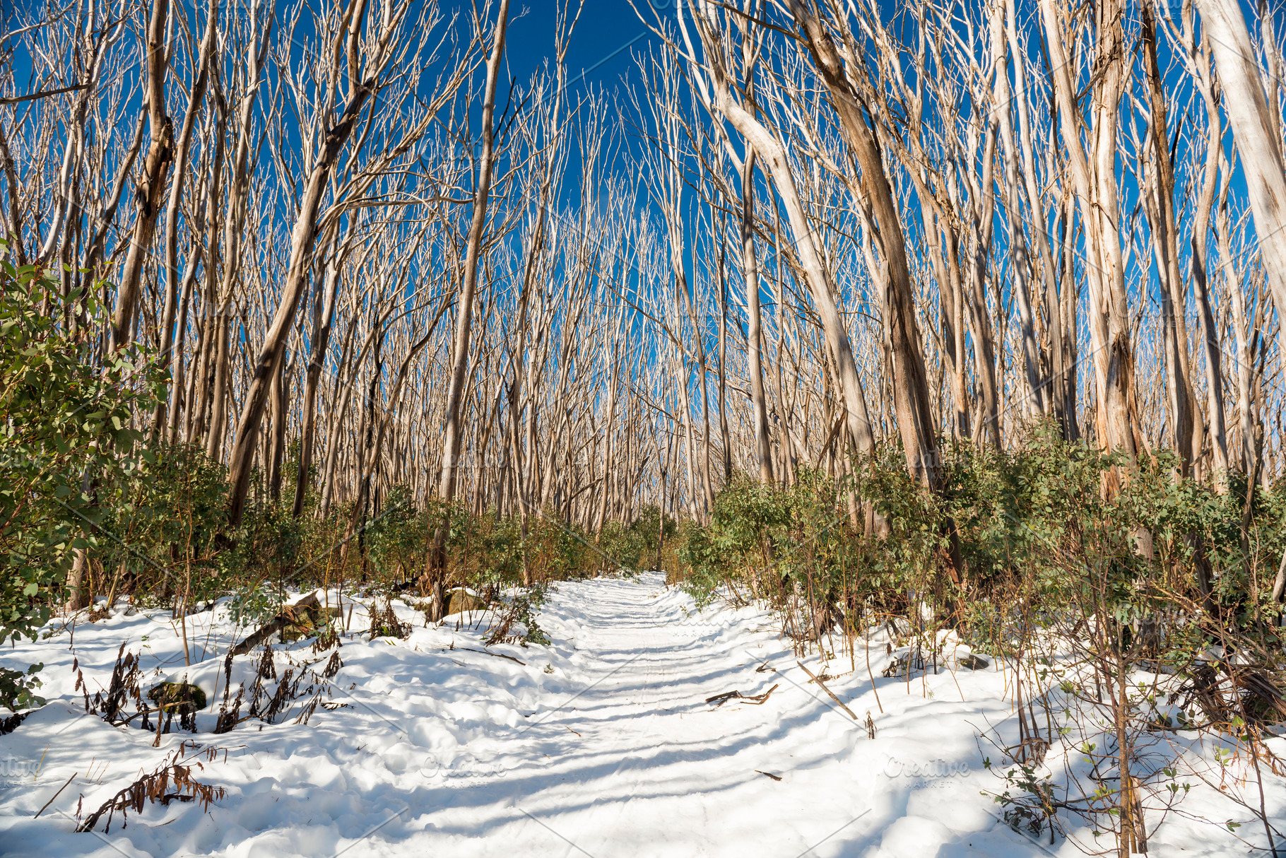 Snow Trees, a Nature Photo by THP Creative