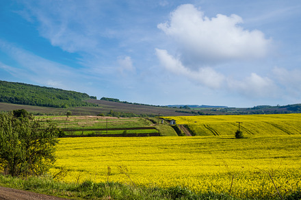 Spring countryside view with rapeseed yellow blooming fields, gr, a Nature Photo by YuriyB