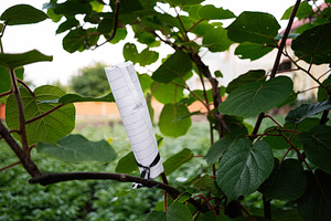 Rolled paper attached to a tree kiwi branch among green foliage outdoors, a Photo by AS photostudio