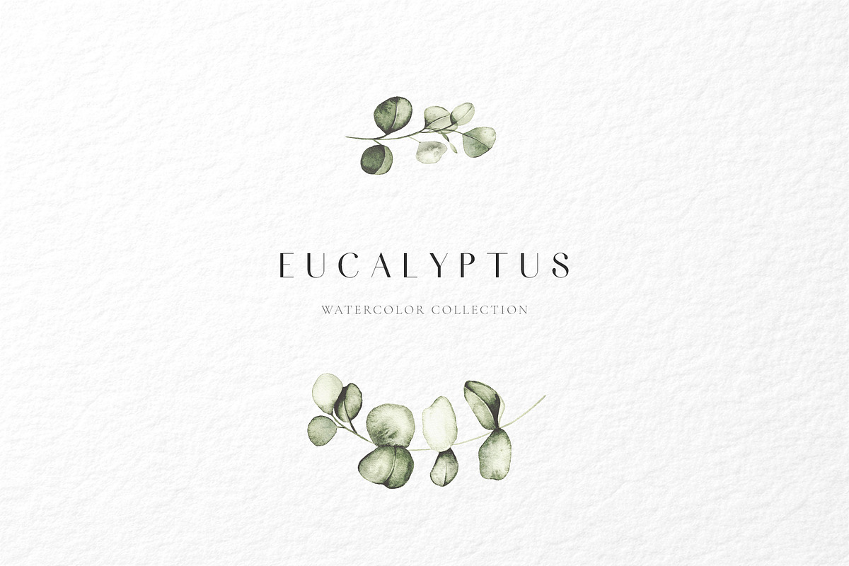 Eucalyptus watercolor illustrations, a Decorative Illustration by Liliia Polos Illustration (Photo 6 of 11)