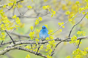 Male Mountain Bluebird in Aspens
