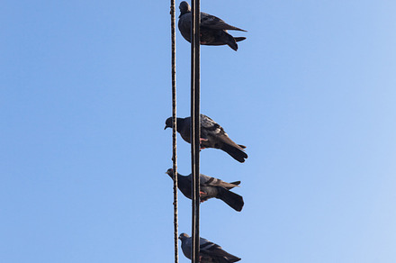 Pigeons perched on a wire., an Animal Photo by a454