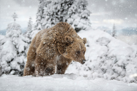 Adult Brown bear in cold time. Animal in wild winter nature, an Animal Photo by Byrdyak