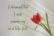 Aksarantti, a Script Font by Integritype Studio (Thumbnail 12 of 15)