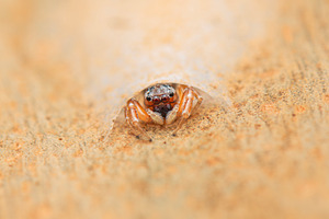 Flat-white jumping spider, an Animal Photo by Rob D Animal Photography