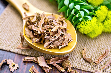 Root dry of Rhodiola rosea in spoon