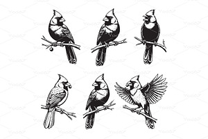 Northern Cardinal bird perched, an Animal Illustration by yod67