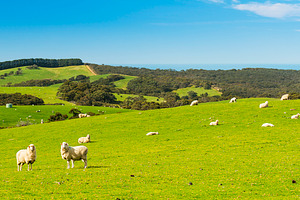 Sheep, an Animal Photo by THP Creative