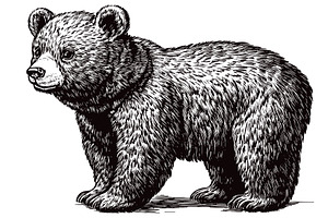 Cuddly Bear Cub Detailed Vintage, an Animal Illustration by LadadikArt