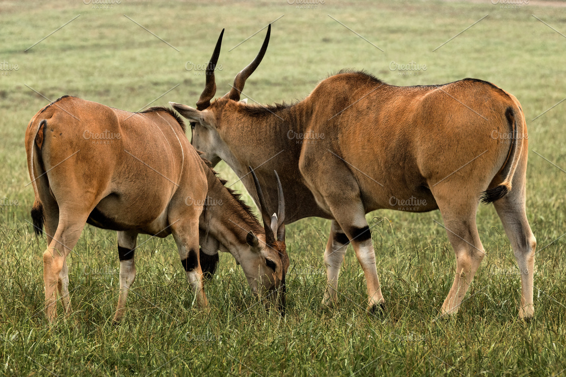 Pair of eland antelopes grazing in a, an Animal Photo by Perpis